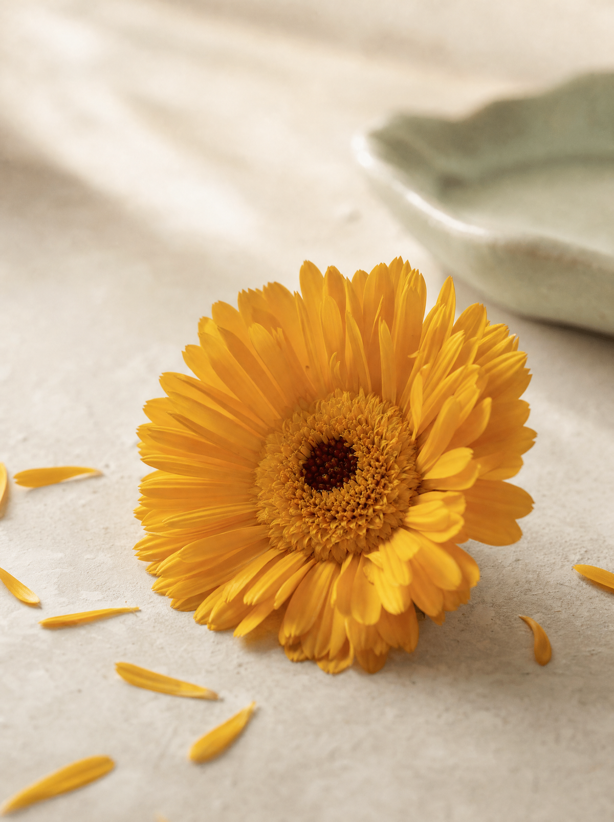 A single calendula flower resting on a warm cream background — the marigold botanical behind calendula in skincare
